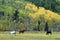 Horses Grazing in Grand Teton Meadow