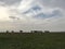 Horses Grazing on Green Grassland