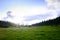 Horses grazing on the green meadow