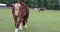 Horses grazing in green paddock