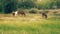 Horses grazing in green pasture field at ranch