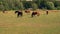 Horses grazing on green pastures of horse farm