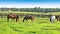 Horses grazing on green pastures of horse farm.