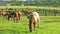 Horses grazing on green pastures of horse farm.