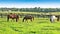 Horses grazing on green pastures of horse farm. Country summer landscape