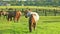 Horses grazing on green pastures of horse farm. Country summer landscape. Two loving horses at horse farm.