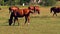 Horses grazing on green pastures of horse farm, part 3 of 8