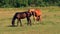 Horses grazing on green pastures of horse farm, part 4 of 8