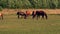 Horses grazing on green pastures of horse farm, part 6 of 8