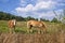 Horses Grazing Greeneville Tennessee Meadow