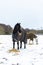 Horses grazing on hay that the farmer has provided during a rare heavy snow fall on a Suffolk farm