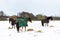 Horses grazing on hay that the farmer has provided during a rare heavy snow fall on a Suffolk farm