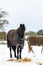 Horses grazing on hay that the farmer has provided during a rare heavy snow fall on a Suffolk farm