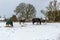 Horses grazing on hay that the farmer has provided during a rare heavy snow fall on a Suffolk farm