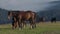 Horses grazing in a high mountain meadow