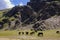 Horses grazing on highland alpine meadow