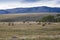 Horses grazing in the hills