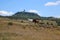 Horses grazing on the hills around the small town of Radicofani in Tuscany