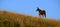 Horses Grazing on Hillside with Blue Sky and Clouds