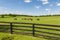 Horses grazing on a horse farm