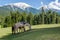 Horses grazing, Jammu and Kashmir, Mini Switzerland