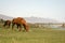 Horses grazing lakeside