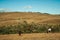 Horses grazing on landscape of rural lowlands