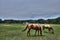 Horses grazing on a Maryland farm