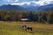 Horses grazing on the meadow in the autumn mountains.