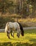 Horses grazing in a meadow. Autumn warm sun rays fall on the grass.