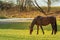 Horses grazing in a meadow. Autumn warm sun rays fall on the grass.