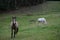 Horses grazing in a meadow in Pimiango