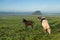 Horses grazing on morning pasture