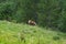 horses grazing in the mountain area of the majella abruzzo Italy