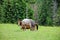 Horses grazing on a mountain meadow