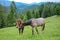 Horses grazing on a mountain meadow