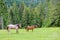 Horses grazing on a mountain meadow