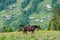 Horses grazing on a mountain meadow