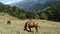 Horses grazing on a mountain meadow