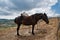 Horses grazing in the mountains