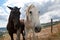 Horses grazing in the mountains