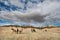 Horses grazing near Fort Robinson State Park, Nebraska