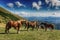 Horses grazing over a mountain