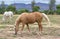 Horses grazing in paddock with Palomino in front ground