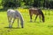 Horses grazing in a pasture