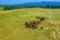 Horses grazing on pasture, aerial view of green landscape with a herd of brown horses and a single white horse