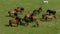 Horses grazing on pasture, aerial view of green landscape with a herd of brown horses and a single white horse