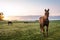 Horses grazing in pasture on a cold morning at sunrise beautiful peaceful landscape upstate NY