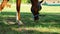 Horses Grazing And Pasture Enjoying.