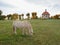 Horses grazing on pasture in front of chapel, autumn season